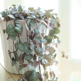 Variegated String of Hearts Live Plant in 2" Pot, Trailing Houseplant Indoor Outdoor, Fast-Growing, Indoor Hanging Succulent
