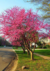 Eastern Redbud Trees Live Plants Seedlings, 1 Year Old Well- Rooted Bare Roots, 6 to 15 Inches, Red Bud Tree for Planting Outdoor