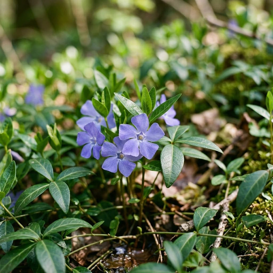 2 Vinca Minor Live Vines in 4 Inch Pot, Periwinkle Ground Cover Plant for Shade and Sun, Trailing Vine for Garden