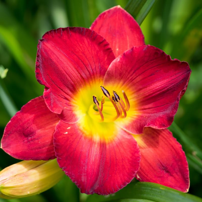 3 Red Daylily Bulbs for Planting, Reblooming Daylilies Roots, Hardy Perennial Flowers Bulbs, Gardens and Borders Planting