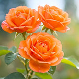 Miniature Rose Plant, Live 3.5” Potted Rose, Compact, Colorful Flowering Rose Bush for Indoor Outdoor Gardens (Orange)
