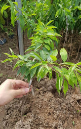 2 Plum Trees Live Plants for Planting Cold Hardy, 1'-2' Live Plum Tree, Fruit Tree for Outdoor Garden Planting