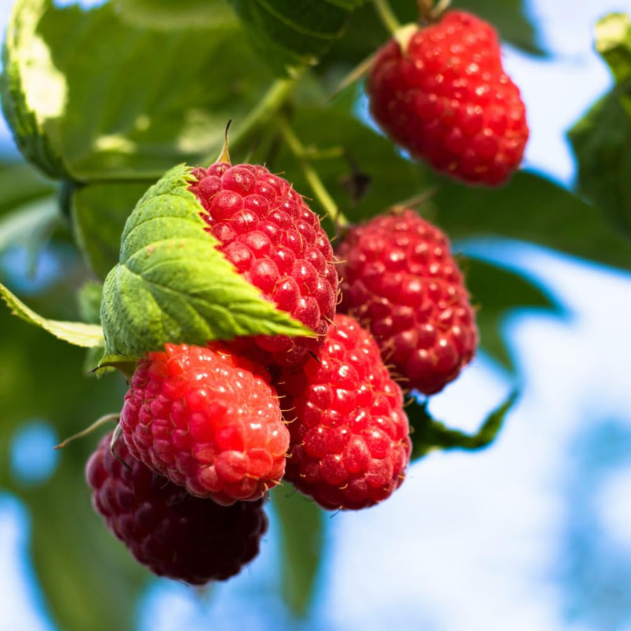 Red Raspberry Plant Live, Sweet Raspberry Bush Shrub to Grow, 6-8'' Tall in 4 Inches Pot, Raspberries Seedling for Outdoor Growing