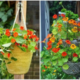 Nasturtium Plants Live in 4 Inch Pot, 2 Plants per Pot, Trailing Nasturtium Flowers, Flower Vine Plants for Gardens, 4-6 Inch Tall