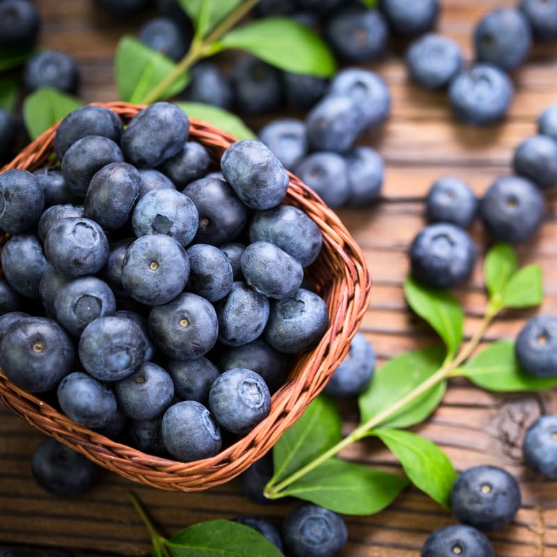 1 Blueberry Plant Live, Blueberry Bushes Live Plant, 1 Year Old, Blueberry Tree Live Plant, Blueberry Fruits (Tophat Blueberry)