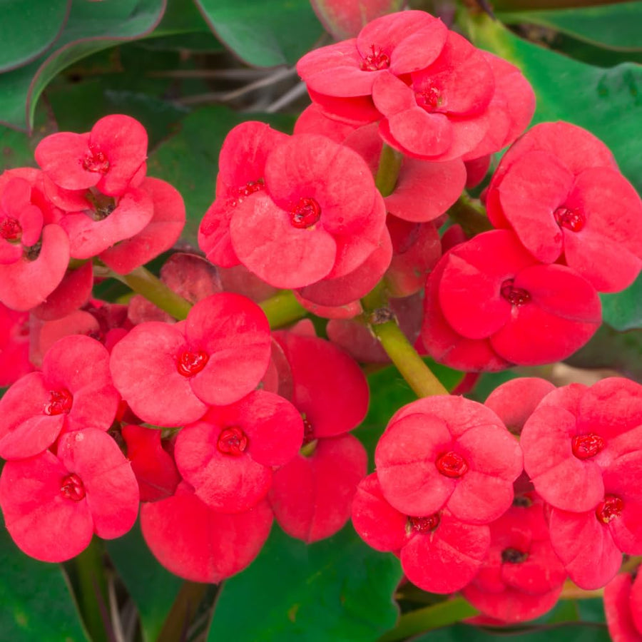 Red Euphorbia Crown of Thorns Plant Live, Crown of Thorns Live Plant, 4 Inc Potted, Succulent Plant Live for Gardening, Red Flower