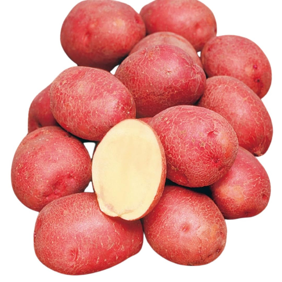 Red Potato Seeds for Planting, Seed Potatoes for Planting, 2 Pounds, Heirloom, Vegetable Plants Growing Easy to Plant, Potato Tuber Bulbs