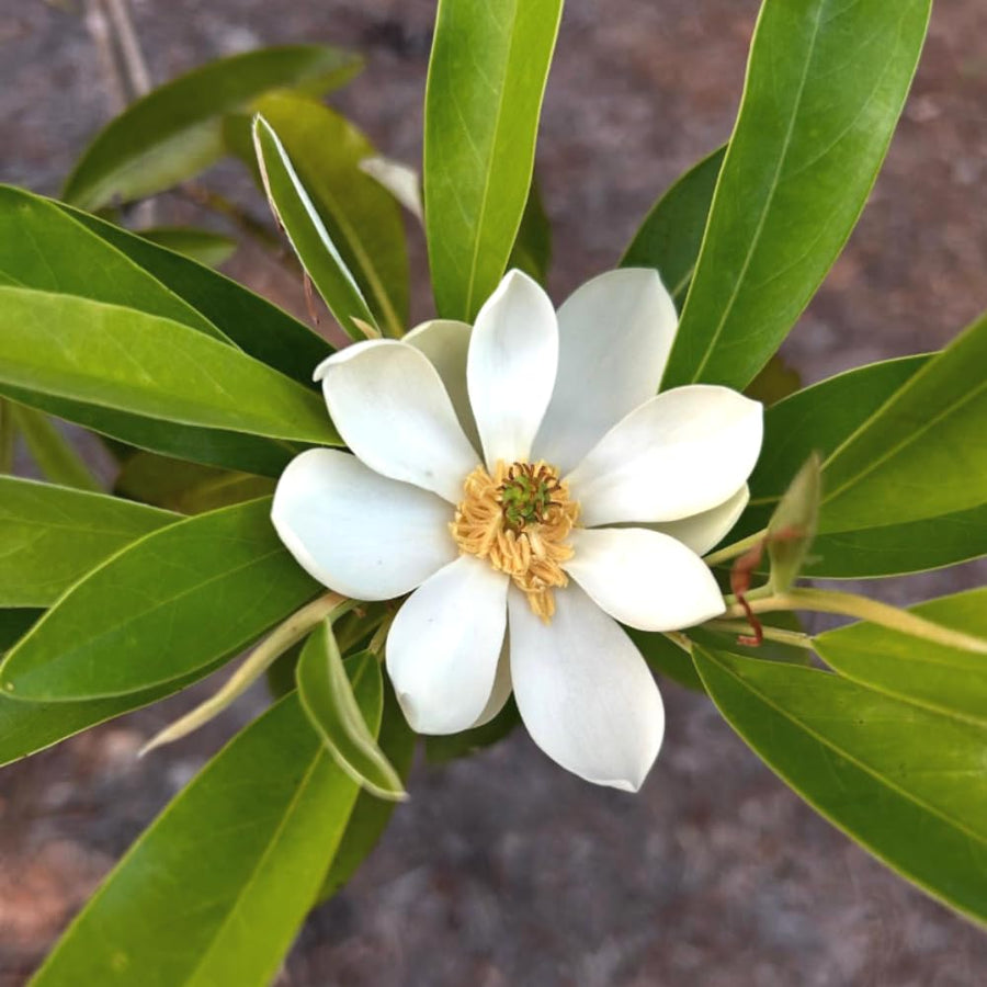 Sweetbay Magnolia Plant Live, Well Rooted Magnolia Flowering Tree in Gallon Pot, Fragrant Blooms, Outdoor or Container