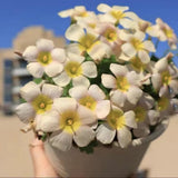 Light Yellow Oxalis Flower Plant in 4'' Pot, 4-8'' Tall, Shamrock Flowers Plants, Perennial Flower Plants for Indoor and Outdoor Garden