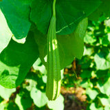 2PPP Luffa Plants Live Plants, Luffa Vegetable Plant 4-8" Tall in 4" Pot, Loofah Plant, Fast Growing Vine Plant, Edible Garden for Growing