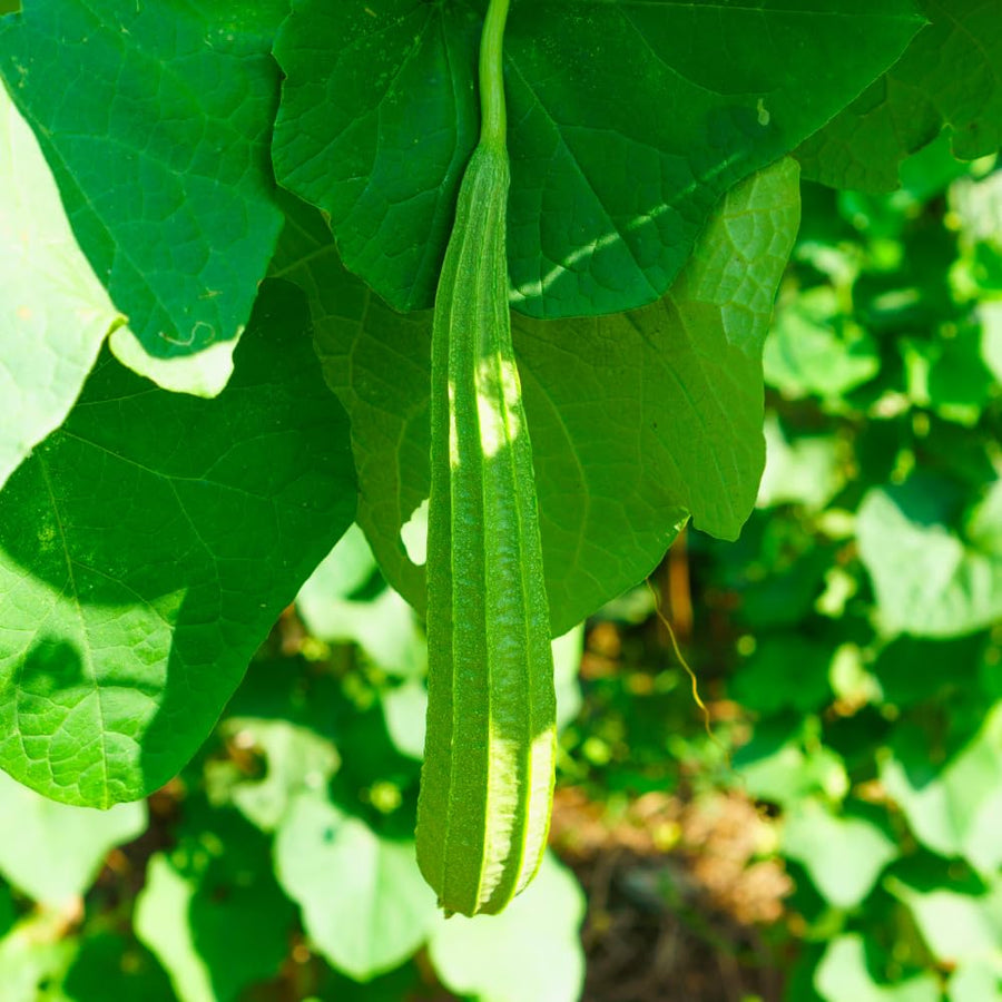 2PPP Luffa Plants Live Plants, Luffa Vegetable Plant 4-8" Tall in 4" Pot, Loofah Plant, Fast Growing Vine Plant, Edible Garden for Growing