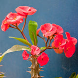 Red Euphorbia Milii Crown of Thorns Plant Live, 4" Potted Succulent Plant Live, Outdoor Indoor Gardening, Crown of Thorn Live Plant, Very Hardy