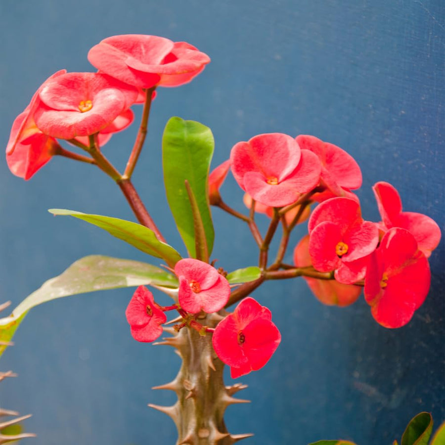 Red Euphorbia Milii Crown of Thorns Plant Live, 4" Potted Succulent Plant Live, Outdoor Indoor Gardening, Crown of Thorn Live Plant, Very Hardy
