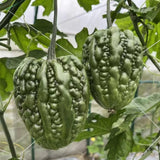 20 Bitter Melon Vegetable Seeds, Bitter Gourd Seeds for Outdoor Planting (Heart)