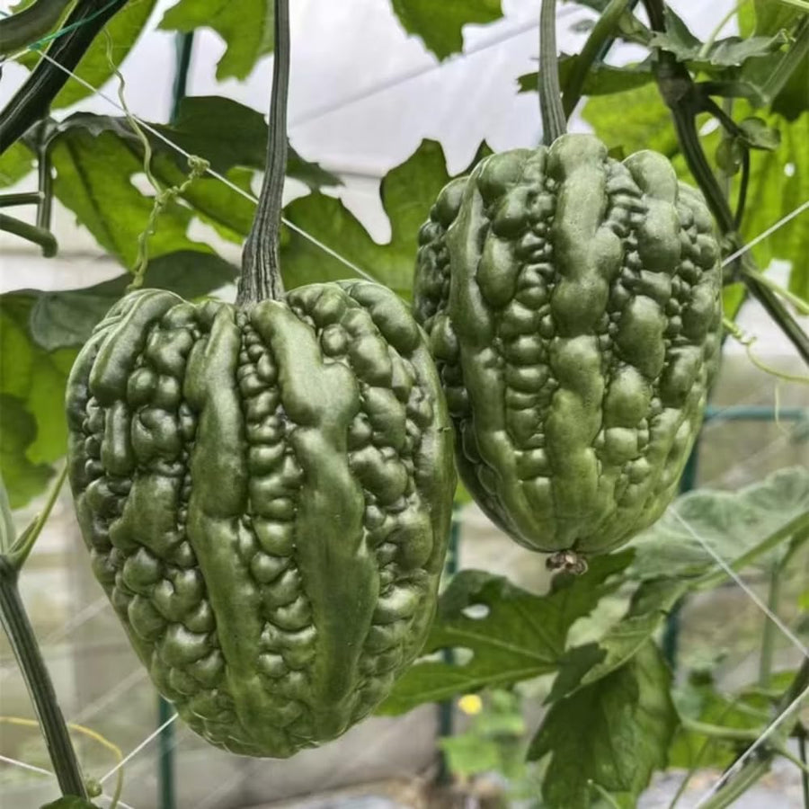 20 Bitter Melon Vegetable Seeds, Bitter Gourd Seeds for Outdoor Planting (Heart)