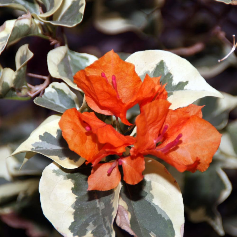2 Bougainvillea Plants Live, Trailing Flowering Vines, 5-9” Tall, Well-Rooted Bougainvillea Trees for Outdoor Garden or Patio (Orange Ice Bougainvillea)