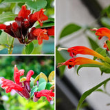 2 Curly Lipstick Vine Plant, Red Lipstick Plants Live, 4 Inches Pot for Growing