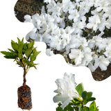 Live Azalea Plant, Rhododendron Flowering Shrub, Hardy Ornamental Plant, 10 Inches Tall, for Indoor or Outdoor Planting (White Azalea)