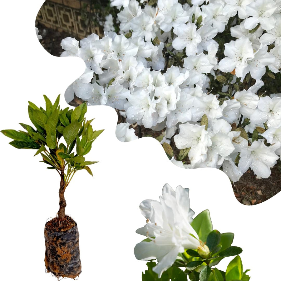 Live Azalea Plant, Rhododendron Flowering Shrub, Hardy Ornamental Plant, 10 Inches Tall, for Indoor or Outdoor Planting (White Azalea)