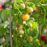 Pack 2 Fall Gold Raspberry Plants Live, Size 5-9 Inch Tall, Raspberry Trees Live Plants, Sweet Raspberry Bush Shrub
