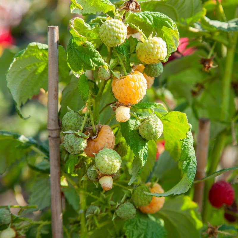 Pack 2 Fall Gold Raspberry Plants Live, Size 5-9 Inch Tall, Raspberry Trees Live Plants, Sweet Raspberry Bush Shrub