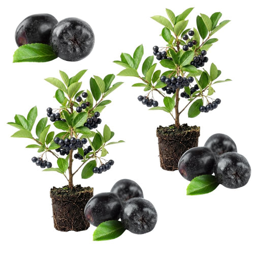 Set 2 Chokeberry Plant Live, Black Chokeberry Live Plant for Home Garden, 2-3 Years Old Bare Roots, Black Berries Shrub, 14 to 16 Inches Tall