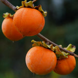 02 Persimmon Trees Live Plants Bare Root, 1–2 Ft Tall Fruit Tree Plants, Hardy Persimmon Trees for Outdoor Garden Growing Spring