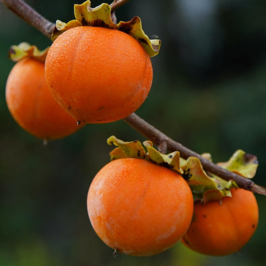 02 Persimmon Trees Live Plants Bare Root, 1–2 Ft Tall Fruit Tree Plants, Hardy Persimmon Trees for Outdoor Garden Growing Spring