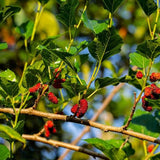1 Red Mulberry Plant Live 8 to 14 Inc Tall, Quart Pot, Mulberry Tree Live Plant, Sweet Mulberry Fruits Seedlding for Planting Your Graden