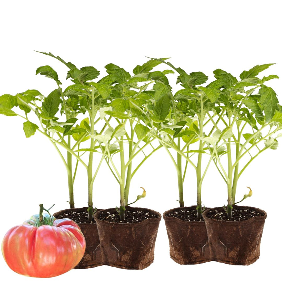 Lot 4 Tomato Plants Live for Planting Outdoors, Large and Juicy Tomatoes, Well Rooted, 6 to 8 Inch - Brandywine Pink