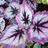 Combo 4 Begonias Houseplant Live Indoor, Fire Pink Begonia Maculata Live Plant, Rose Begonias Live Plants Outdoor, 4 to 8 Inc Tall