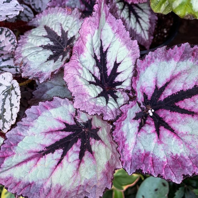 Combo 4 Begonias Houseplant Live Indoor, Fire Pink Begonia Maculata Live Plant, Rose Begonias Live Plants Outdoor, 4 to 8 Inc Tall