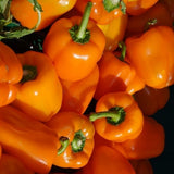 Pack 50 Orange Sweet Bell Pepper Seeds, Sweet Pepper Seeds for Garden, Vegetable Planting Seed