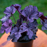 Heuchera Live Plant, Heuchera Coral Bells Live Plant, Purple-Black Heuchera Houseplant, 5-8 Inc Tall, Change Color Leaf Heuchera