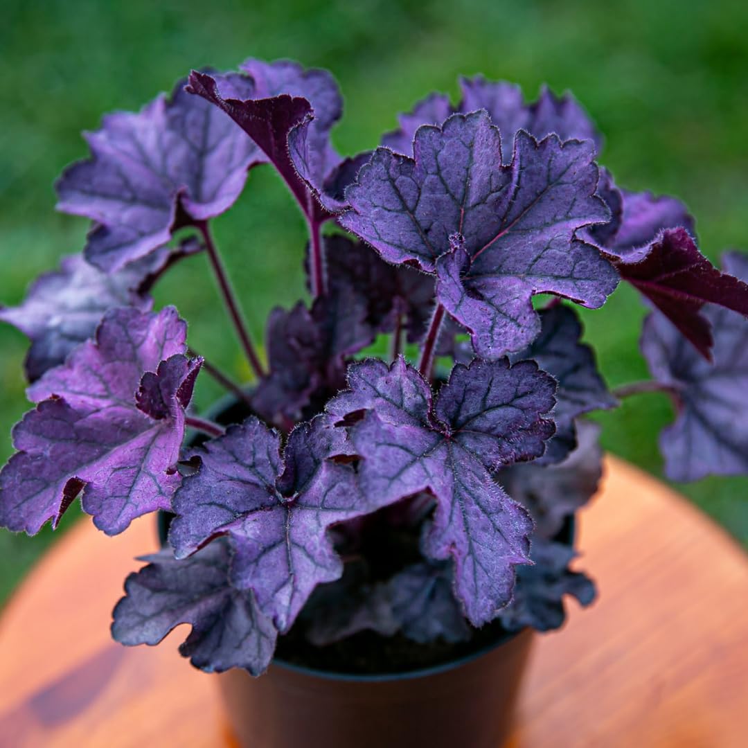 Heuchera Live Plant, Heuchera Coral Bells Live Plant, Purple-Black Heuchera Houseplant, 5-8 Inc Tall, Change Color Leaf Heuchera