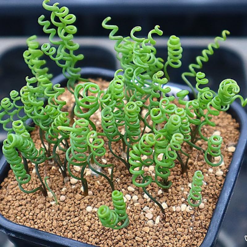Albuca Live Plant, Rare Spiral Leaf Succulent, 4 Inch Pot, Curly Grass Easy Care Indoor Plant