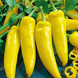 Set of 2 Yellow Banana Pepper Plants Live in Pot, Hot Bird Peppers Plants, 100 Days Old, 6 to 10 Inches Tall