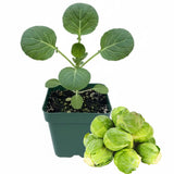 Brussel Sprouts Live Plant in 4″ Pot, Well Rooted Brussel Sprouts Plants, Vegetable for Garden or Container Planting