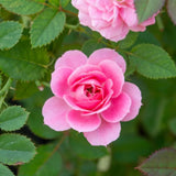 Rose Plant Live, Rose Bush Live Plant for Planting Your Garden, 5-9" Height Well-Rooted, Fragrant Flowers Vibrant Blooms (Lady Pink Rose)