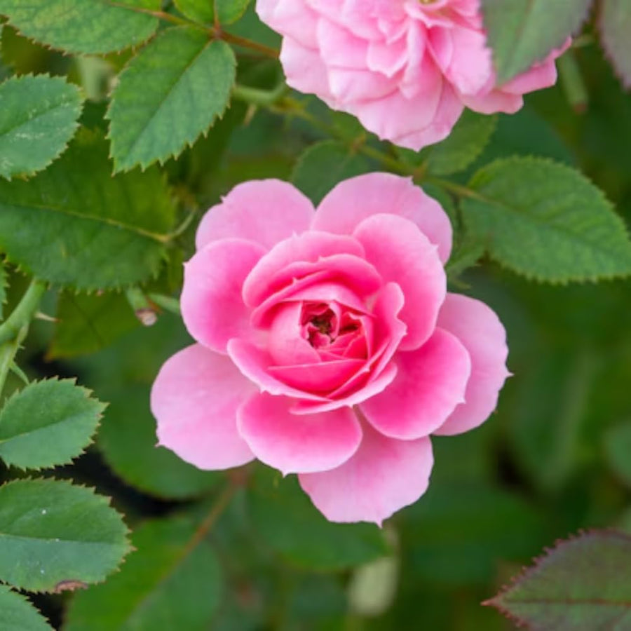 Rose Plant Live, Rose Bush Live Plant for Planting Your Garden, 5-9" Height Well-Rooted, Fragrant Flowers Vibrant Blooms (Lady Pink Rose)