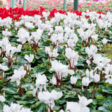 White Cyclamen Live Plant in Pot, Hardy Cyclamen Plant Live Vibrant Blooms, in 4 Inc Pot, Indoor Flowering Houseplant for Year-Round Display