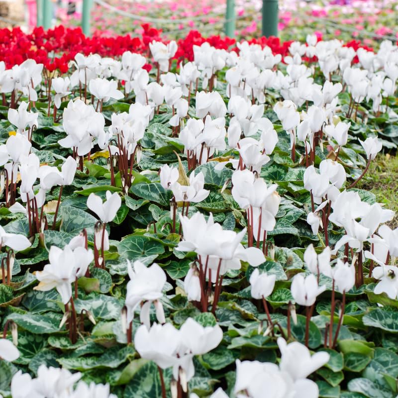 White Cyclamen Live Plant in Pot, Hardy Cyclamen Plant Live Vibrant Blooms, in 4 Inc Pot, Indoor Flowering Houseplant for Year-Round Display