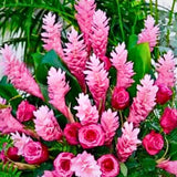 Pink Ginger Plant Live for Planting, Hawaiian Ginger Flower Plant, Tropical Ginger Plant Well-Rooted for Indoor Outdoor Growing, 5-9" Tall