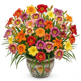 Pack 10 Daylily Bulbs for Planting Spring, Fast Blooming Hardy Perennial Lily Bare Roots for Outdoor Growing (Assorted Day Lily)