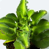 Kalanchoe Plant Live, Mother of Thousands Live Plant in 2" Pot, Rare Succulent Indoor Houseplant (Green Kalanchoe)