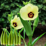 Okra Live Plant, Green Okra Plant from 3-5 Inches Tall, 4" Pot, Fast Growing Vegetable Plant for Raised Beds and Home Gardens, 2 Plant Per Pot