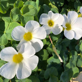 Oxalis Plant in 4'' Pot, 4-8'' Tall, Shamrock Flowers Plants, Perennial Flower Plants for Indoor and Outdoor Garden