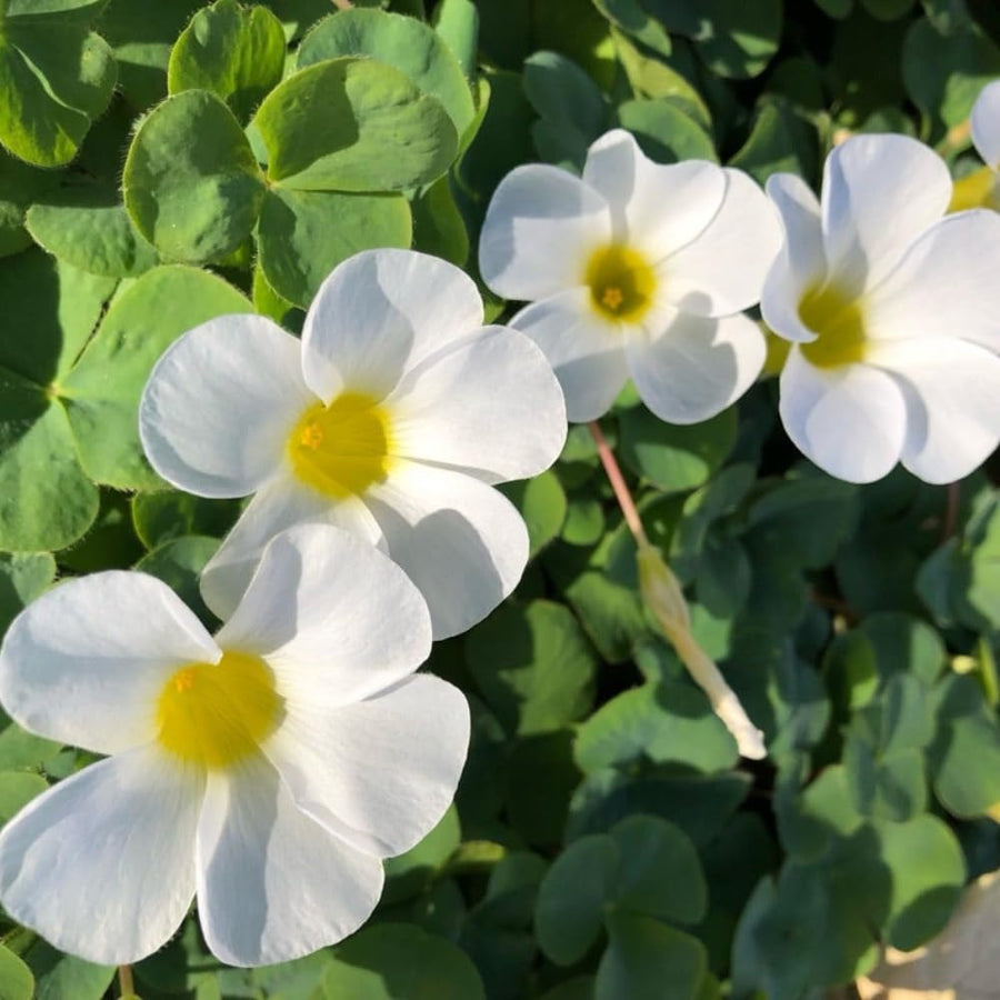 Oxalis Plant in 4'' Pot, 4-8'' Tall, Shamrock Flowers Plants, Perennial Flower Plants for Indoor and Outdoor Garden