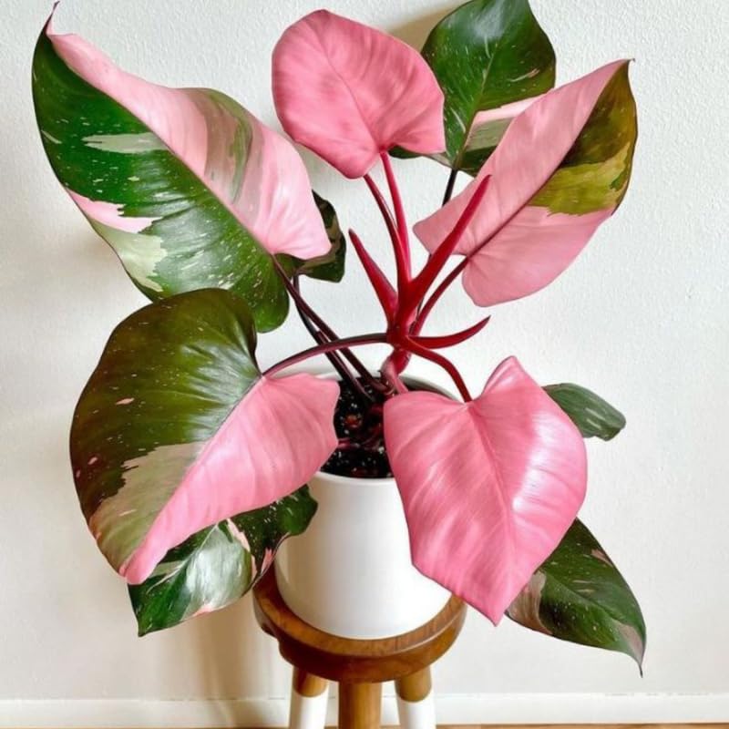 2 Rare Philodendron Live Plants Varieties Collection, Philodendrons Plants Size 5-9 Inc for Indoor Houseplant Décor, Ornamental Tropical Well-Rooted (Pink Princess Philodendron Plants)