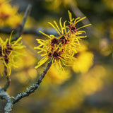 Witchhazel Live Plant, Yellow Flowering Bushes, 12-16 Inches Tall, Witch Hazel Plant for Outdoor Garden, Dormant in Winter